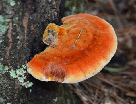 Boletes Of Southern Alabama Earths Natural Solutions