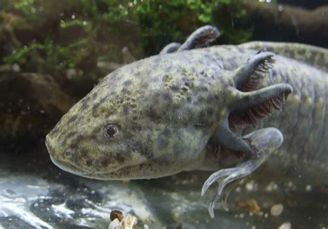 Mexicaanse Watermonstertjes Axolotls Ernstig Bedreigd