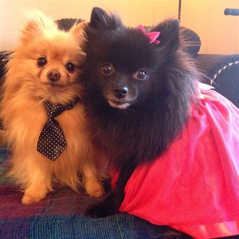 ty and mabelle on instagram “me and ty got our party outfits on mommy went and picked up a