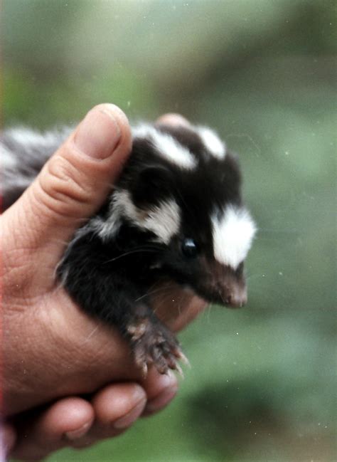 Spotted Skunk Baby Project Noah