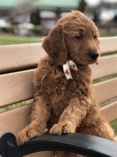 By we already have 4 puppies reserved so they will be selling really fast. Goldendoodle Puppies For Sale | Lakeland, FL #268547