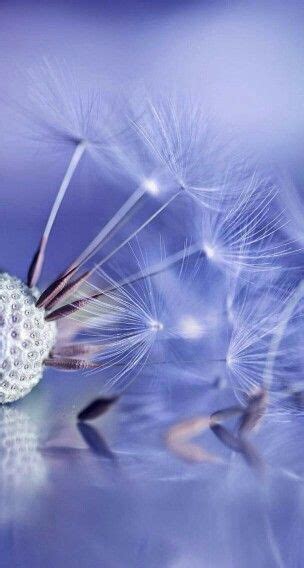 Pin By Shelle 💜 On Periwinkle Dandelion Art Nature Photography