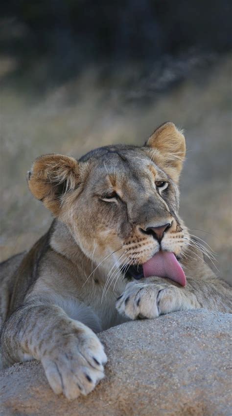 Lioness Licking Paw About Wild Animals