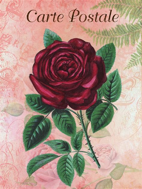 Rose Postkarte Vintage Kunst Kostenloses Stock Bild Public Domain