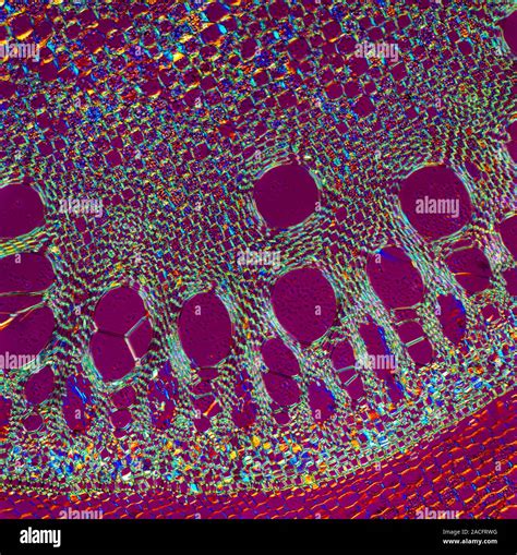 Maize Root Polarised Light Micrograph Of A Section Through The Root Of