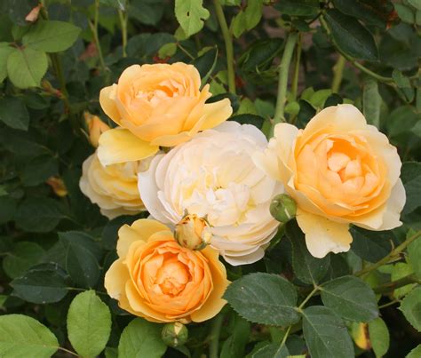 Boise Daily Photo Garden Shot Yellow Roses