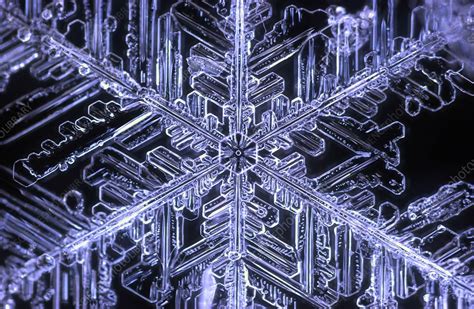Snowflake Light Micrograph Stock Image C0232413 Science Photo