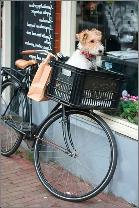 A wide variety of pet bicycle basket options are available to you Best dog bike basket Dec. 2019 - Reviews and Buyer's Guide