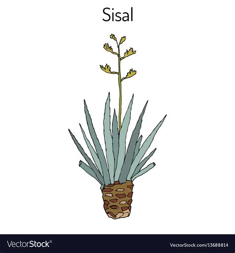 Sisal Agave Sisalana Fiber Plant Royalty Free Vector Image