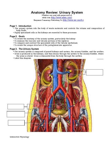 Anatomy Review Kidney Urinary System