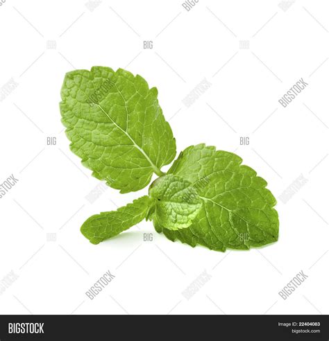 Mint Leaves Isolated Image And Photo Free Trial Bigstock