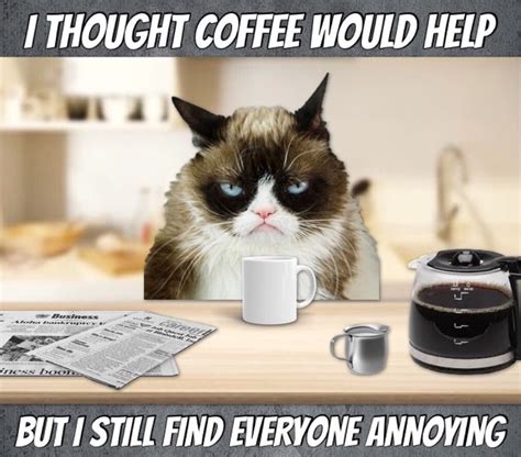 Grumpy Cat Coffee ☕️ Grumpy Cat Grump Cat Grumpy Cat Humor