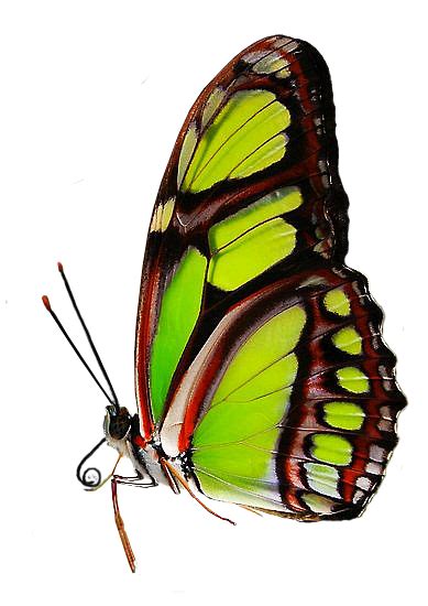 Green Butterfly.png by xybutterfly on DeviantArt png image
