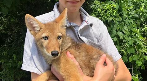 Do Coyotes Make Good Pets? Can They Be Domesticated | 2023