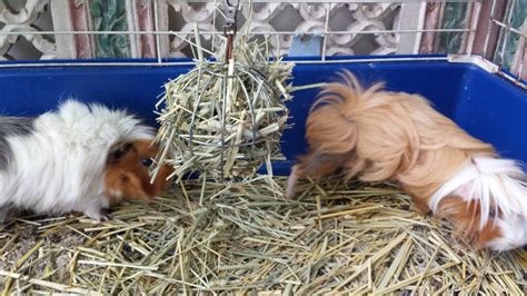2 Cute Guinea Pigs For Adoption Singapore Classifieds