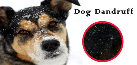 Dog Dandruff Causes Symptoms And Treatment