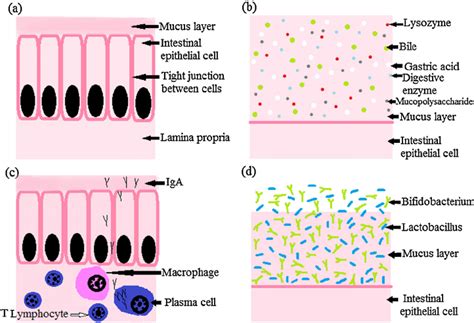 Components Of The Intestinal Mucosal Barrier Human Intestinal Mucosa