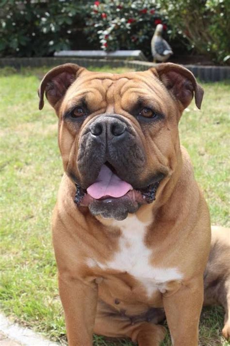 Best Terrier And Bulldog Mix Of All Time Check It Out Now Bulldogs