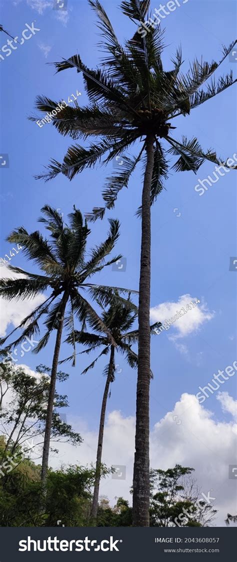 Green Coconut Tree Growing Tall Stock Photo 2043608057 Shutterstock