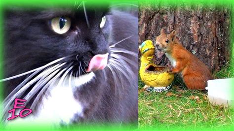 Peikko The Cat Chasing Squirrelagain Youtube