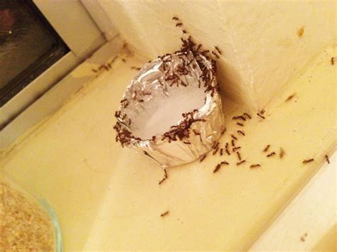 Ant traps aren't that expensive and have the added bonus of sharing the poison with their colony. TOPONAUTIC Outdoor News-Events-Recipes: DIY: ANT TRAPS