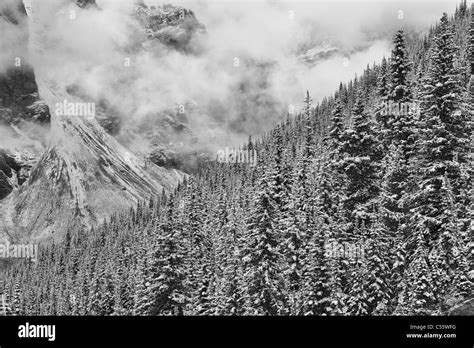 Banff Mountain Trees Black And White Stock Photos And Images Alamy