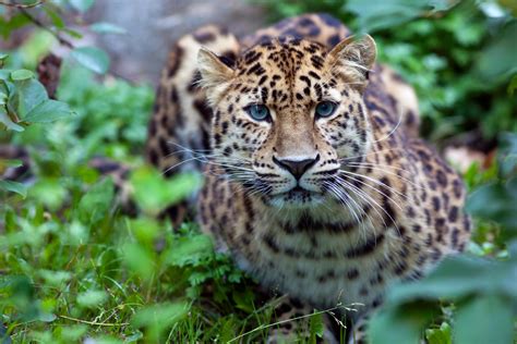 Amur Leopard Endangered Species Animal Planet