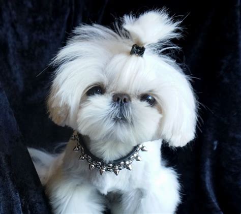 Iron Butterfly Chinese Imperial Shih Tzu Tiny Teacup Puppies For Sale