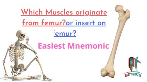 Best Mnemonics For Attatchments Of Muscles On Femur Easiest Urdu
