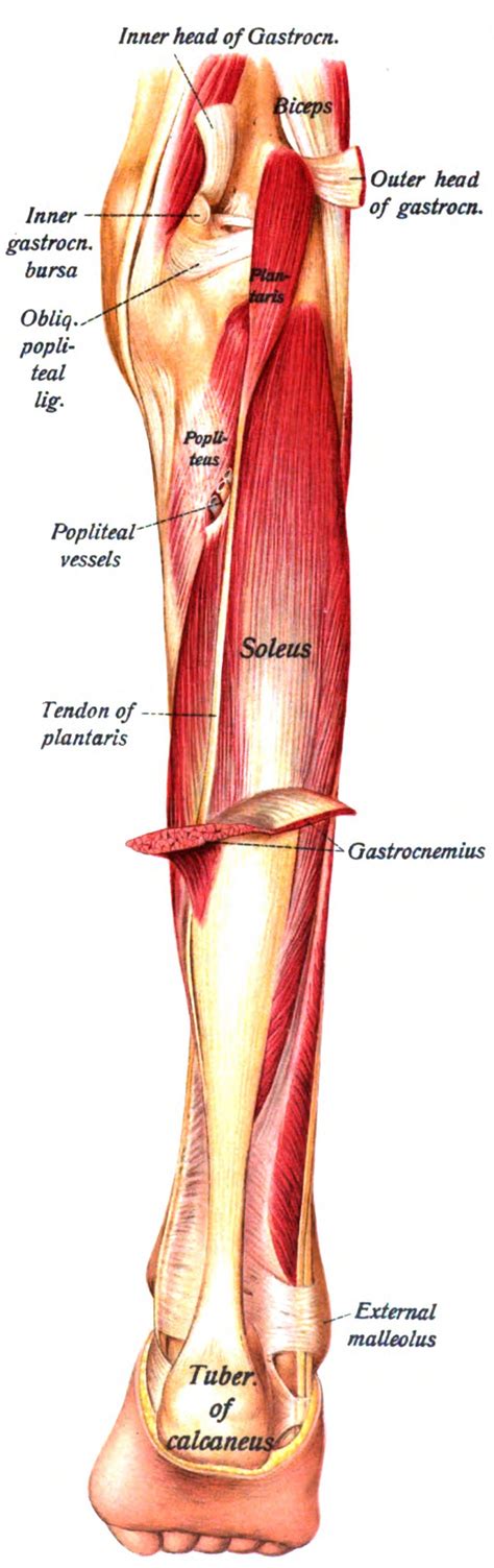 Patellar tendonitis is a knee injury affecting the patella tendon. Gastrocnemius muscle - Wikiwand