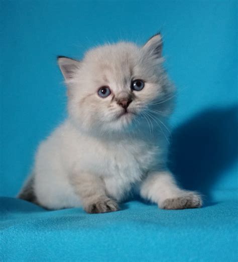 All of the cats in our home are treated like our children and live in our find more highlander kittens for sale in these neighboring states: Kittens For Sale - Siberian Cats