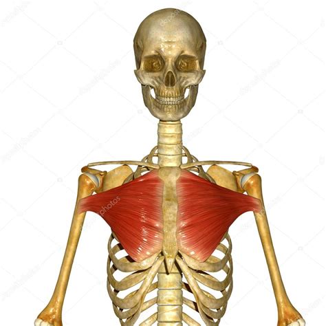 Search Results For “chest Muscles Anatomy Labeled Overview Of Chest