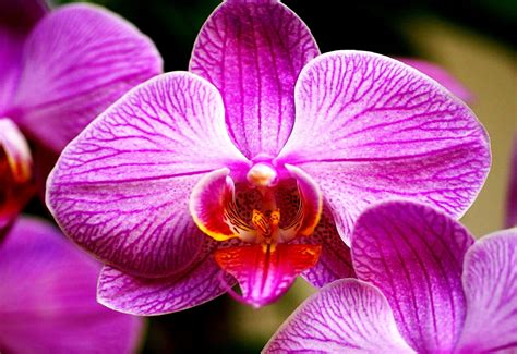 Орхідея, Квіти, Пелюстка заставка на робочий стіл, 🔥 Скачати ТОП заставки