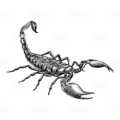 Vintage Scorpion Hand Drawing How To Draw Hands Scorpio Art