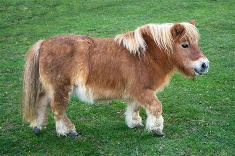What Is A Teacup Dwarf Pony Everything You Need To Know About