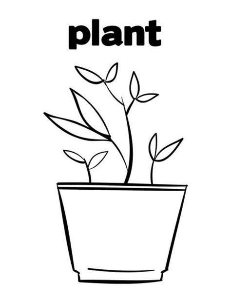 How To Draw Growing Plants Coloring Page Coloring Sky