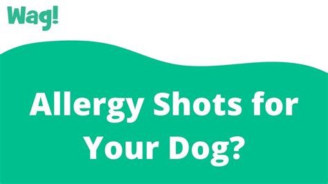 How Long Do Dog Allergy Shots Take To Work