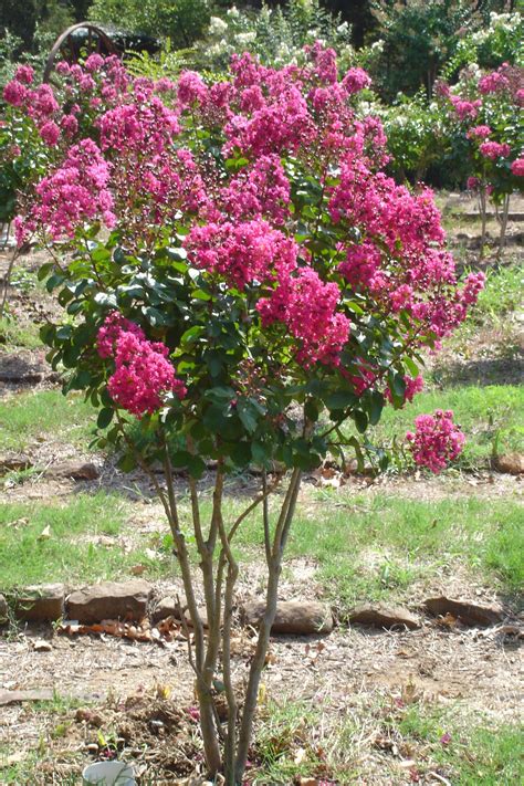 My Favorite Crepe Myrtle Color Is This Pink Velour Crepe Myrtle