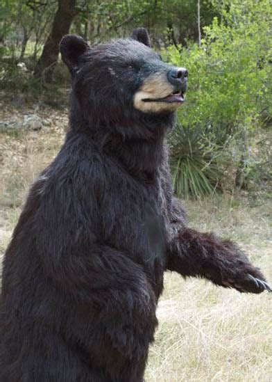 Realistic Black Bear Suit Berwynn Mascot Ambassadors