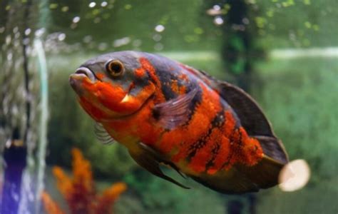 Top 12 Longest Living Fish Pet That You Never Knew Before My Pets