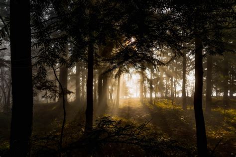 Wallpaper Forest Trees Rays Sun Hd Widescreen High Definition
