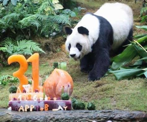 Worlds Oldest Male Panda Celebrates 31st Birthday Vietnam Times