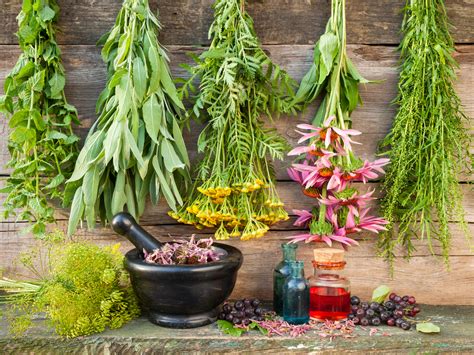 100 Medicinal Plants And Their Uses