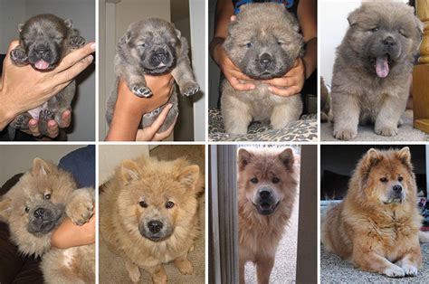 30 Adorables Fotos De Cachorros Antes Y Después De Crecer