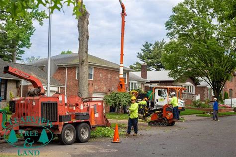 Nyc And Long Island Ny Tree Service Clearview Tree And Land Corp