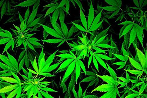 Ganja Wallpapers Top Free Ganja Backgrounds Wallpaperaccess