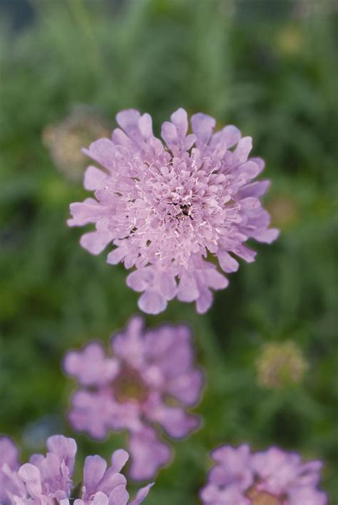 An excellent decorative floral accent in wildlife schemes. Pincushion Flower 'Ritz Rose'. Scabiosa japonica var ...