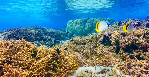 Nasa Has A Video Game To Map Coral Reefs Around The World Geoawesomeness