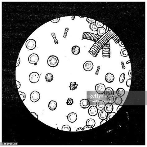Red Blood Cell Microscope High Res Illustrations Getty Images