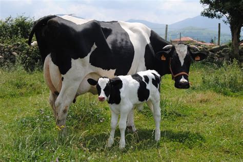 Qué Es Una Vaca Y Algunas Dudas Más El Redondelito